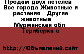 Продам двух нетелей - Все города Животные и растения » Другие животные   . Мурманская обл.,Териберка с.